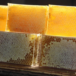 Bulk Natural Honey HACCP Certificate Organic Raw Nee Honey Comb