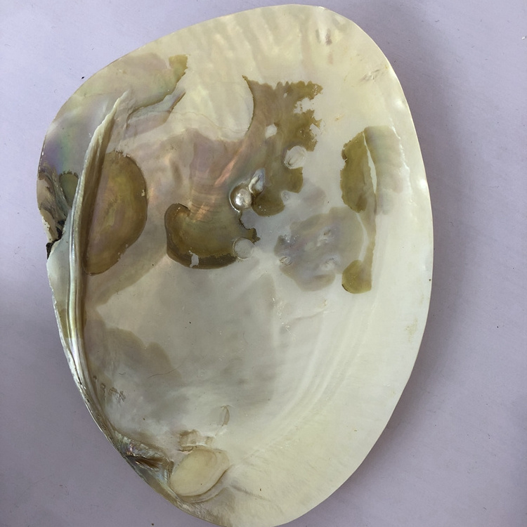 Wholesale Price Natural Craft Freshwater Mother of Pearl Shell For DIY Gifts , Home Decoration