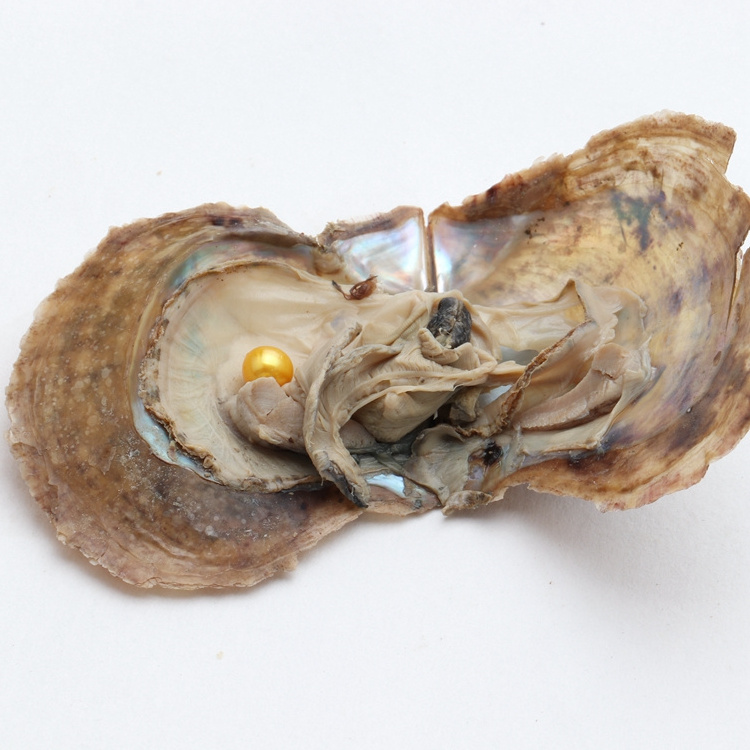 Christmas AAA Jewelry 6-7mm Natural Cultured Pearls Akoya Oysters with edison pearl in oyster