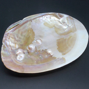 Wholesale Price Natural Craft Freshwater Mother of Pearl Shell For DIY Gifts , Home Decoration