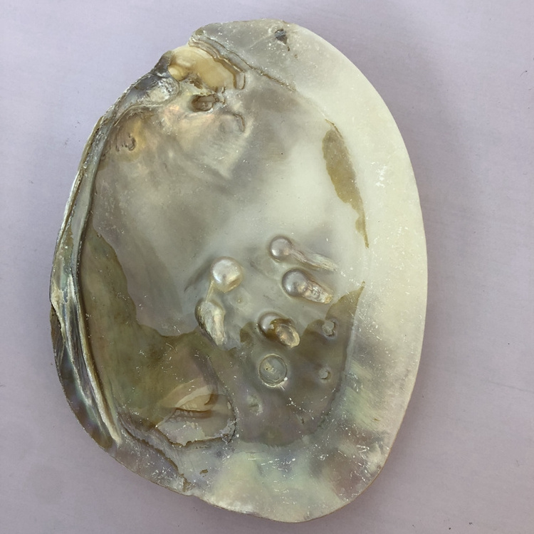 Wholesale Price Natural Craft Freshwater Mother of Pearl Shell For DIY Gifts , Home Decoration