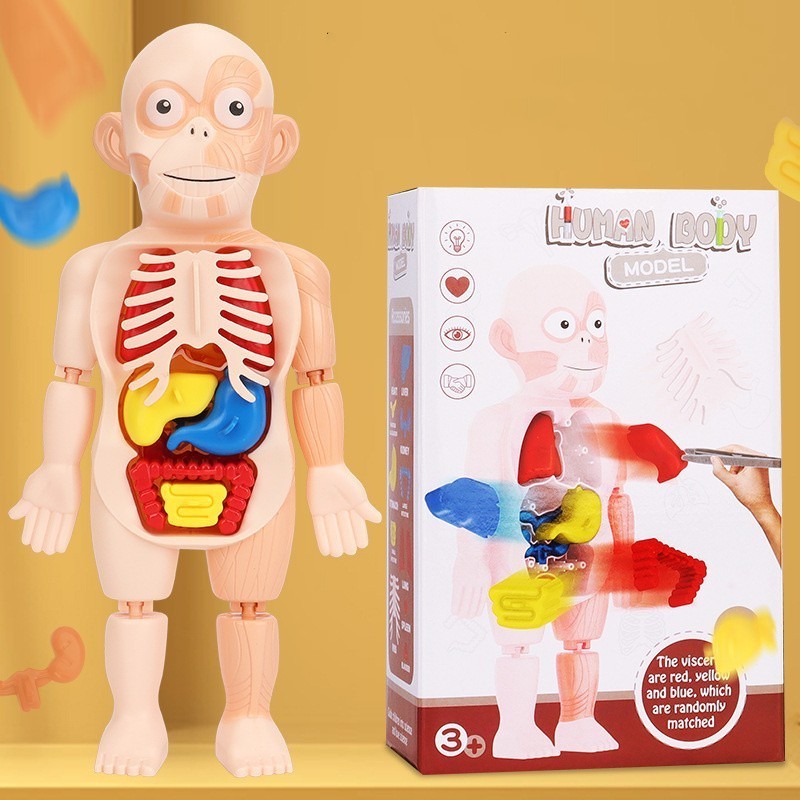 Human Body Model Realistic Human Anatomy Display 17pcs Removeable Human Organs for Kids