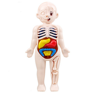 Kid Montessori 3D Puzzle Human Body Anatomy Model Educational Learning Organ Assembled Toy Body Organ Teaching Tool For Children