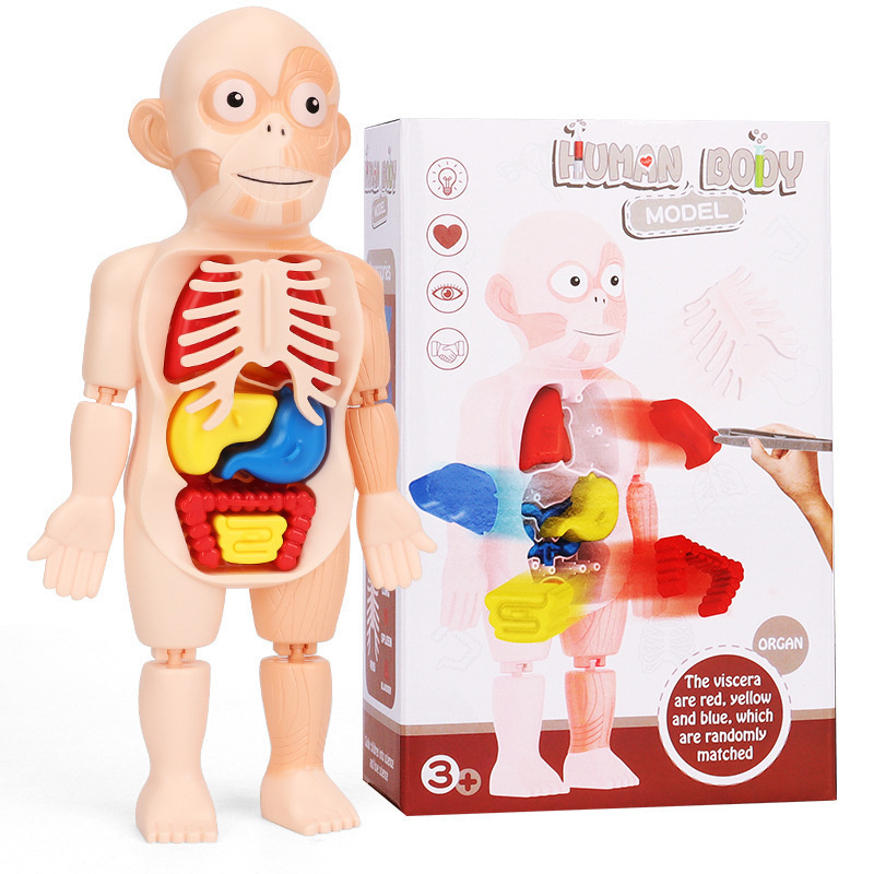 Human Body Model Realistic Human Anatomy Display 17pcs Removeable Human Organs for Kids