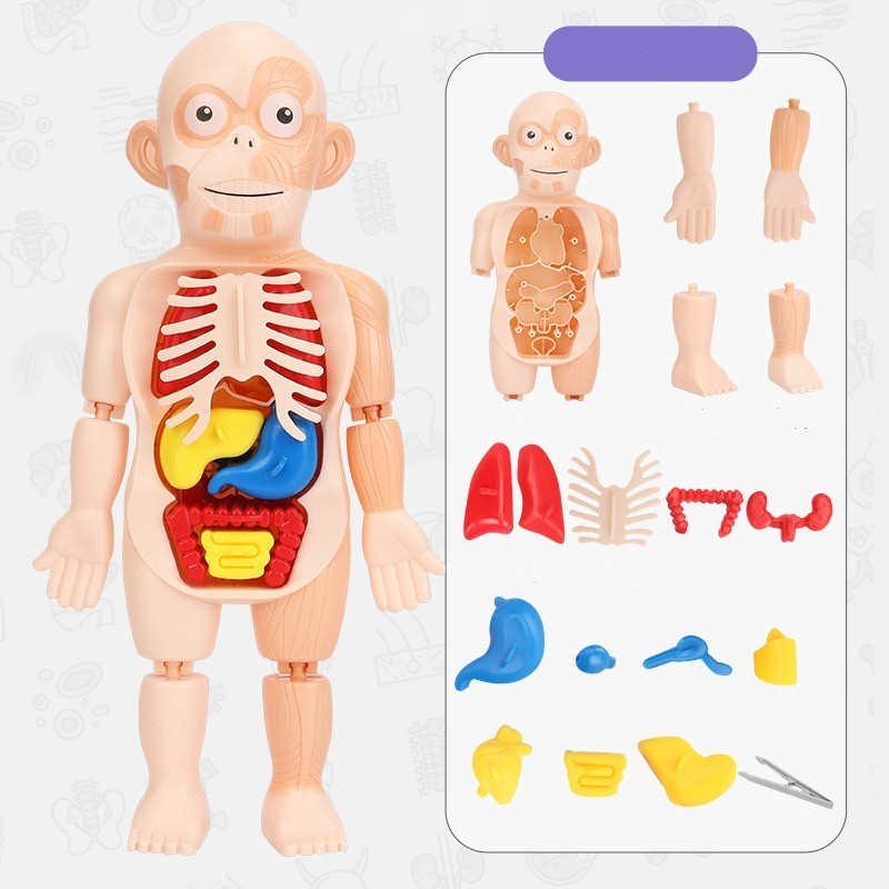 Human Body Model Realistic Human Anatomy Display 17pcs Removeable Human Organs for Kids