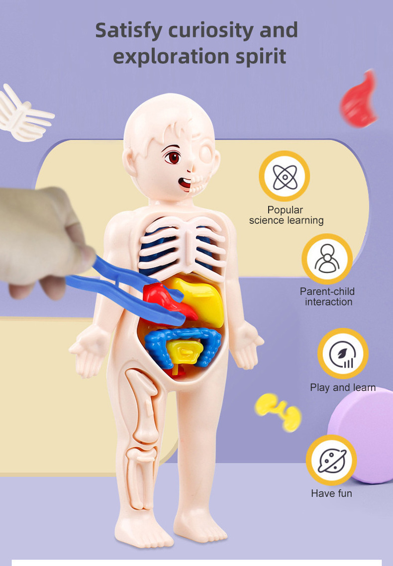 Kid Montessori 3D Puzzle Human Body Anatomy Model Educational Learning Organ Assembled Toy Body Organ Teaching Tool For Children