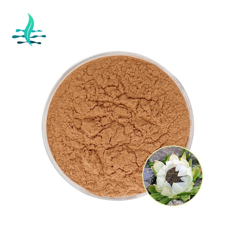 Supply high quality  snow lotus extract powder 10:1 cosmetic grade