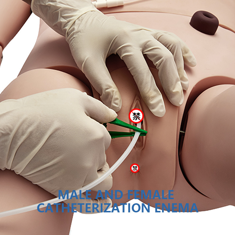 Adult Intubation Catheterization Model