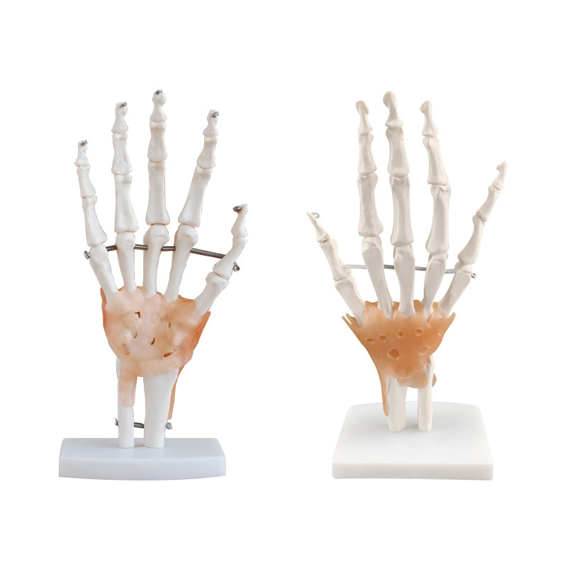 Medical science hand joint model medical teaching hand bone model teaching aid art painting hand bone bone model real