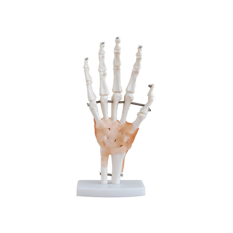 Medical science hand joint model medical teaching hand bone model teaching aid art painting hand bone bone model real