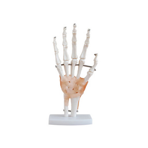 Medical science hand joint model medical teaching hand bone model teaching aid art painting hand bone bone model real