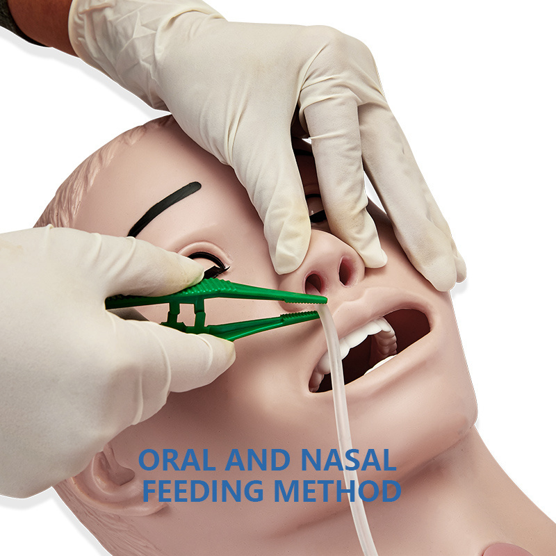 Adult Intubation Catheterization Model