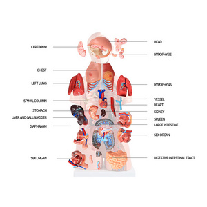 Medical Science Working Models Anatomical Model Human Anatomy Torso Model