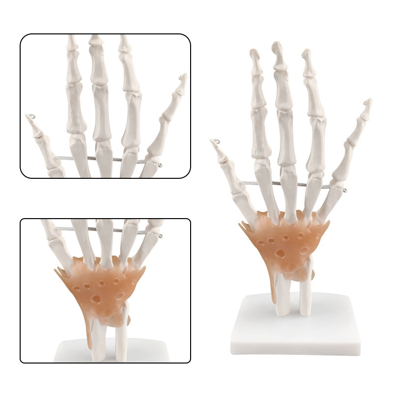 Medical science hand joint model medical teaching hand bone model teaching aid art painting hand bone bone model real