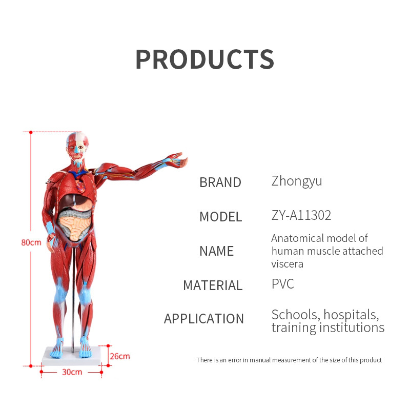 PVC Human Anatomy Medical Anatomical Muscle Structure Model 27Parts for Teaching medical science educat