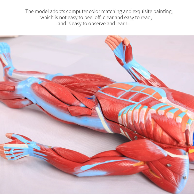 PVC Human Anatomy Medical Anatomical Muscle Structure Model 27Parts for Teaching medical science educat