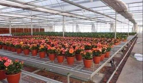 MAXPOWER Nursery growing tables 4x8 5x10 flood drain trays commercial greenhouse ebb and flow rolling bench