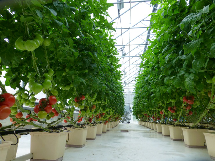 High quality dutch bucket/bato bucket used hydroponic greenhouse