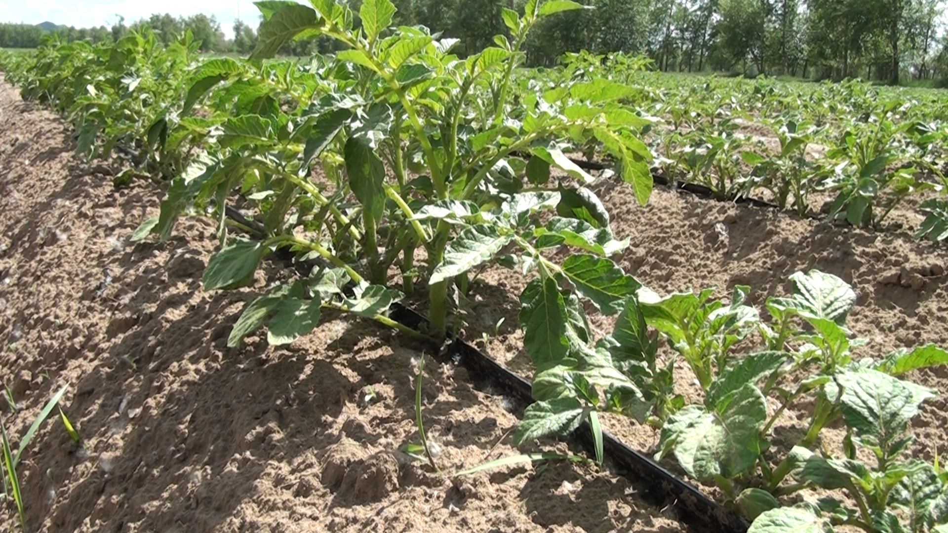 Drip Irrigation systems for garden farms