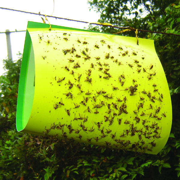 Blue fruit fly sticky trap glue trap for fruit with pheromone mixed in glue