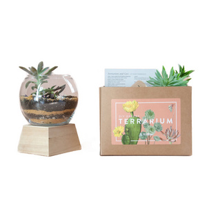 Indoor Mini Desert Terrarium Kit Wholesale Plant Terrarium Containers Cactus Succulent Planter Garden Kit