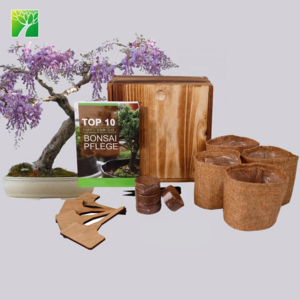 Hot Selling Wisteria Sinensis Bonsai Tree Plant Kit Gardening Gift Pots Bonsai Tool Set Live Kit For Beginner