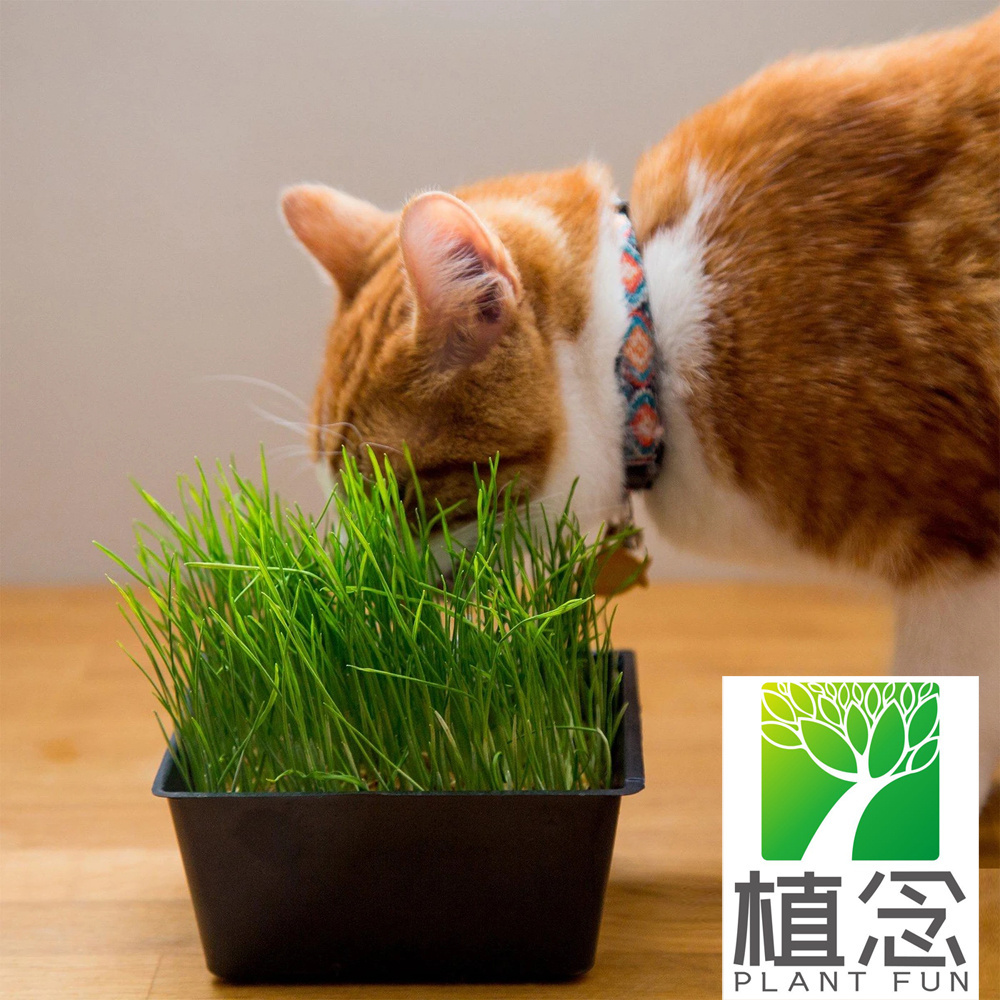 Wholesale  Organic Cat Grass kit Soil and White Cat Planter Natural Hairball Control and Digestion Remedy for CatsCat Dog Grass