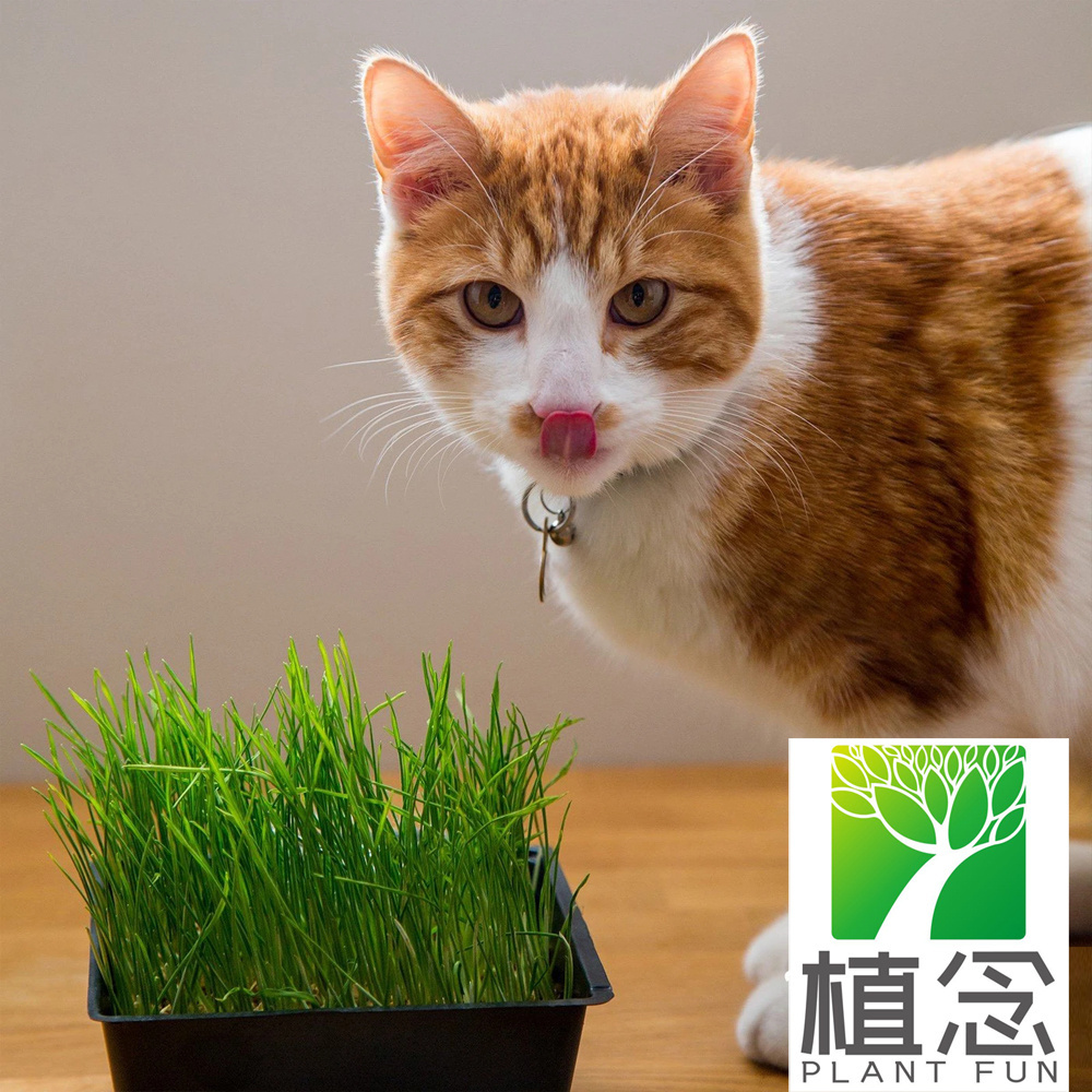 Wholesale  Organic Cat Grass kit Soil and White Cat Planter Natural Hairball Control and Digestion Remedy for CatsCat Dog Grass