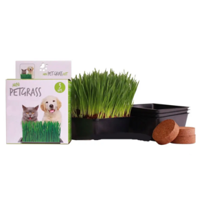 Wholesale  Organic Cat Grass kit Soil and White Cat Planter Natural Hairball Control and Digestion Remedy for CatsCat Dog Grass