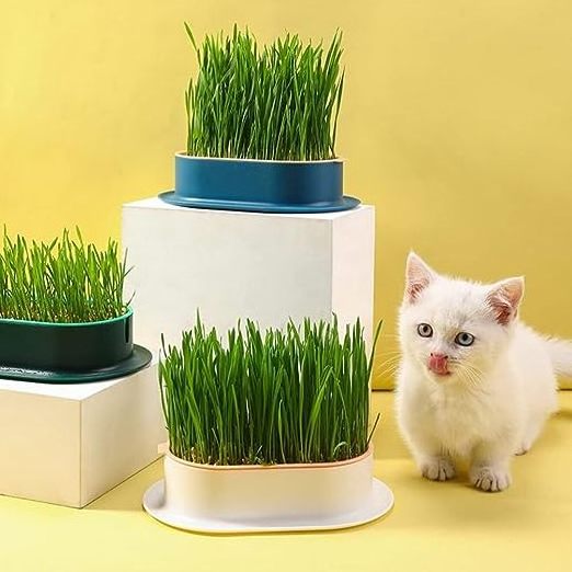 Organic Indoor Cat Grass Planter Planting Box Soil Free Cat Grass Grower Planting Box Cat Grass Kit