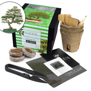 Chinese Elm Bonsai Tree Growing Kit Pot Unique Gardening Gifts Tool Set Species Set Bonsai Starter Kit