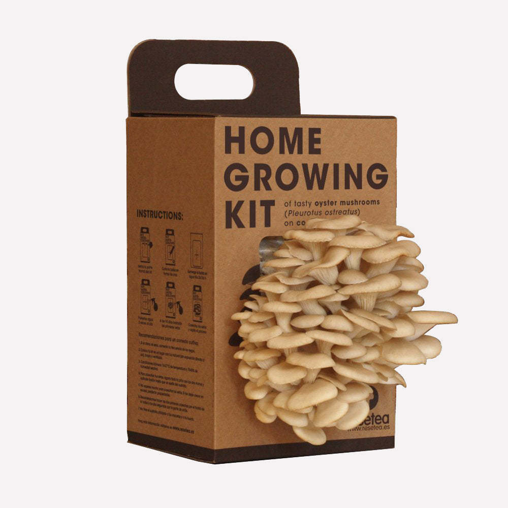 Wholesale Mushroom Growing Home Plant Kit Lions Mane Mushroom Grow Kit