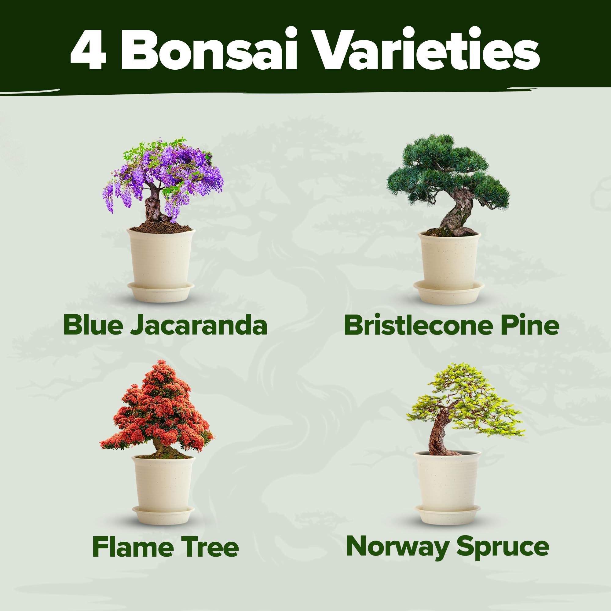 Grow Your Own Bonsai Tree Kit Premium 4 Bonsai Trees Starter Kit Unique Japanese Gifts for Moms