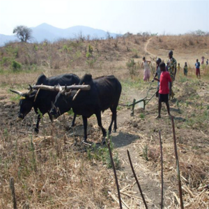 ox drawn plough animal drawn plough hot sale for hot sale in Africa