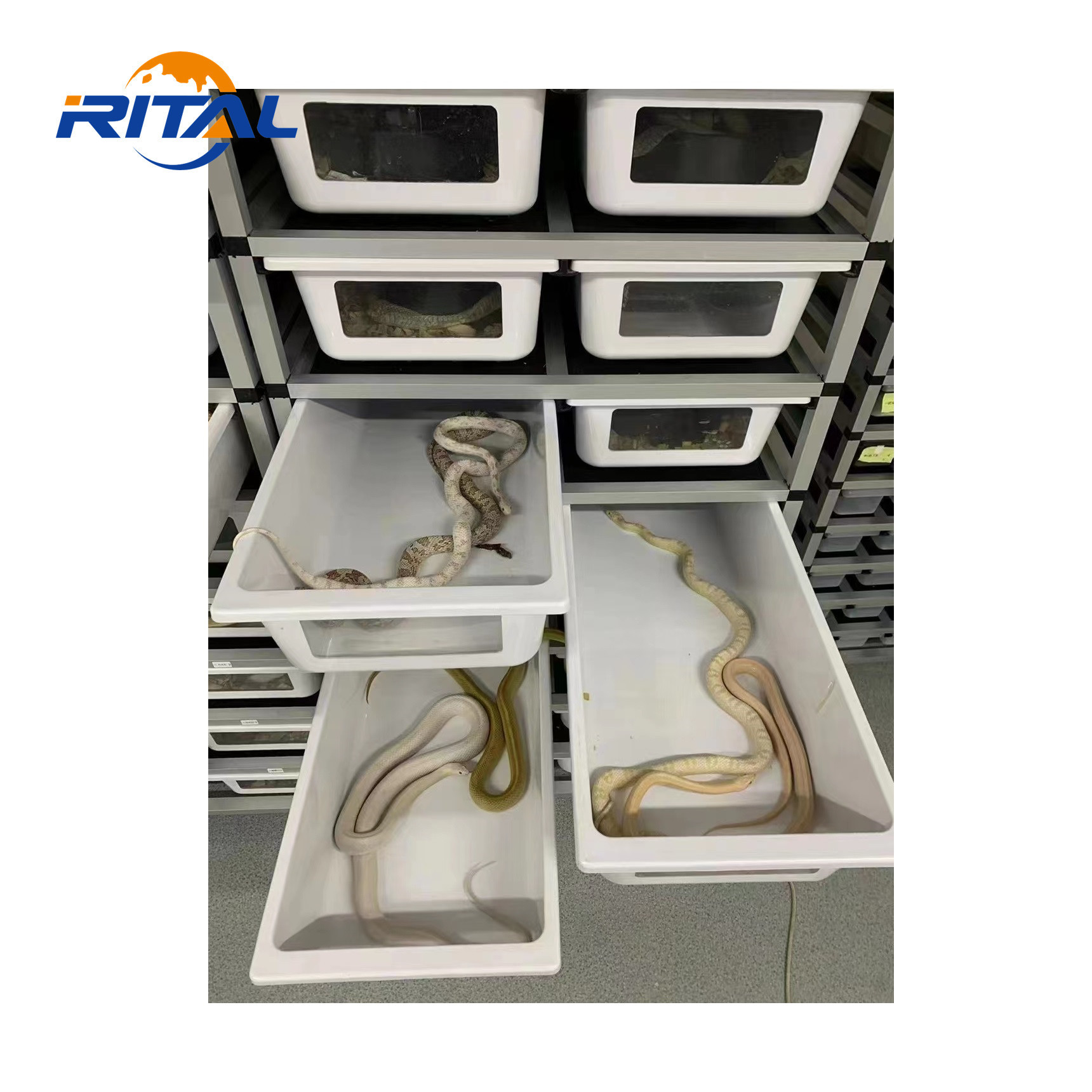 Reptile Enclosure Snake Rack System Display Case Feeding Box