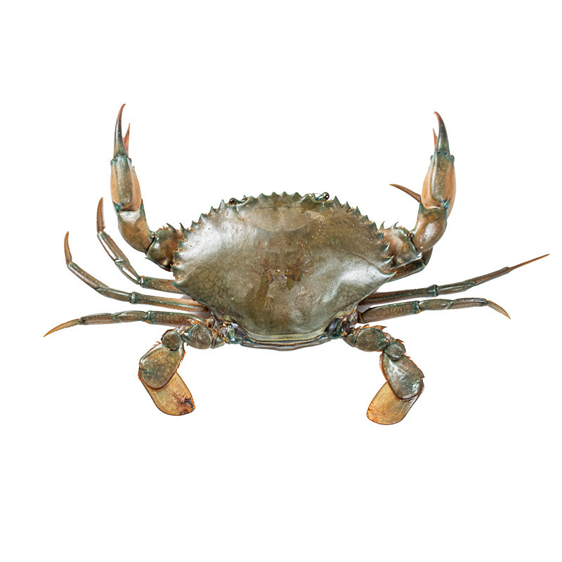 Whole fresh mud crab, natural and highly nutritious frozen crab, seafood, high quality and affordable mud crab