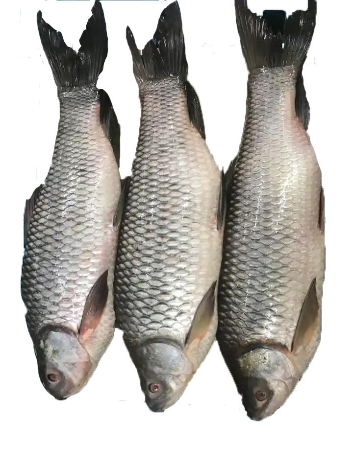 High quality hot selling fresh frozen Rohu fish with firm meat factory wholesale price frozen fish nutritious frozen Rohu fish