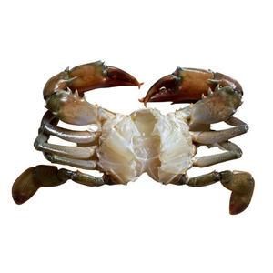 Whole fresh mud crab, natural and highly nutritious frozen crab, seafood, high quality and affordable mud crab