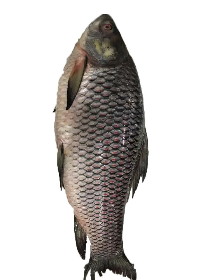 High quality hot selling fresh frozen Rohu fish with firm meat factory wholesale price frozen fish nutritious frozen Rohu fish