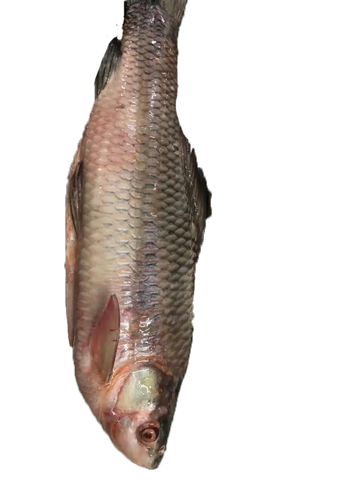 High quality hot selling fresh frozen Rohu fish with firm meat factory wholesale price frozen fish nutritious frozen Rohu fish