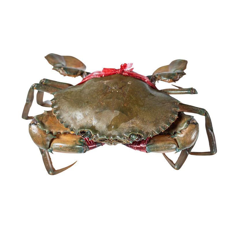 Whole fresh mud crab, natural and highly nutritious frozen crab, seafood, high quality and affordable mud crab