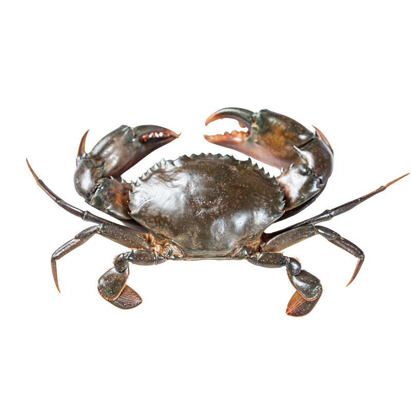 Whole fresh mud crab, natural and highly nutritious frozen crab, seafood, high quality and affordable mud crab