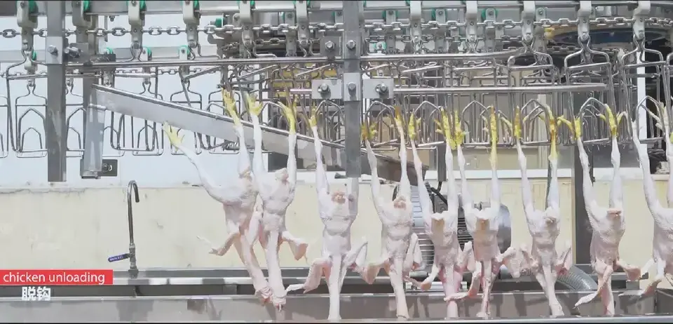 Full Automatic Poultry Slaughtering Production Line /Chicken Slaughter Machine