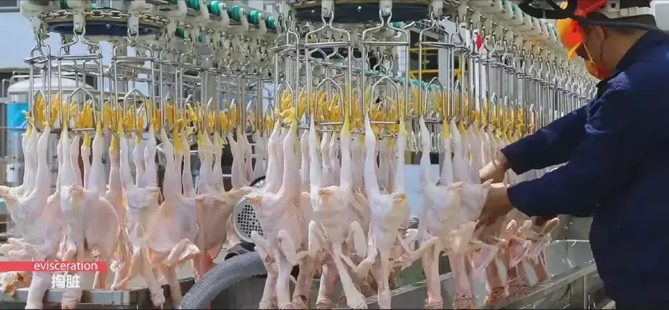 Full Automatic Poultry Slaughtering Production Line /Chicken Slaughter Machine