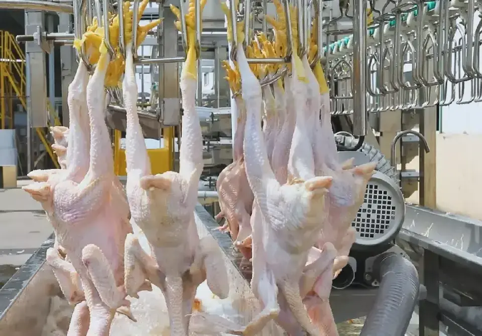 Full Automatic Poultry Slaughtering Production Line /Chicken Slaughter Machine