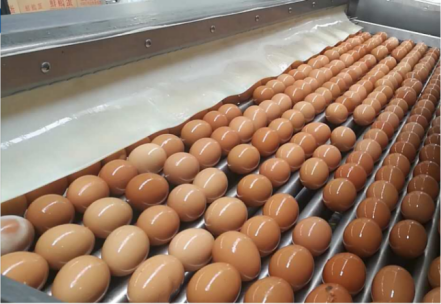 Automatic Boiled Egg Crushing Shelling Machine/ Hard Cooked Chicken Cooked Eggs Peeling Machine