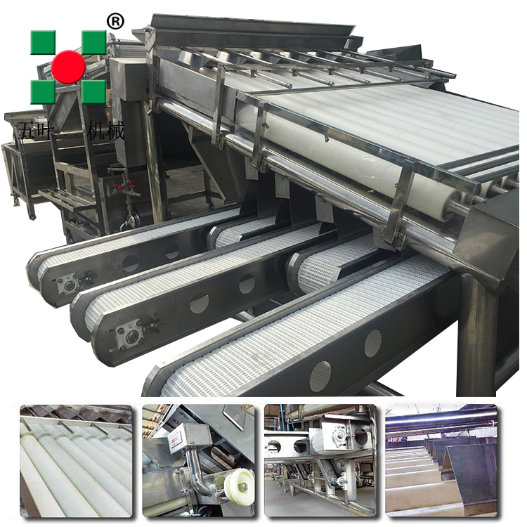 Stainless Steel Shrimp Sardine Fish Processing Equipment Shrimp Grading Machine for 6 grades