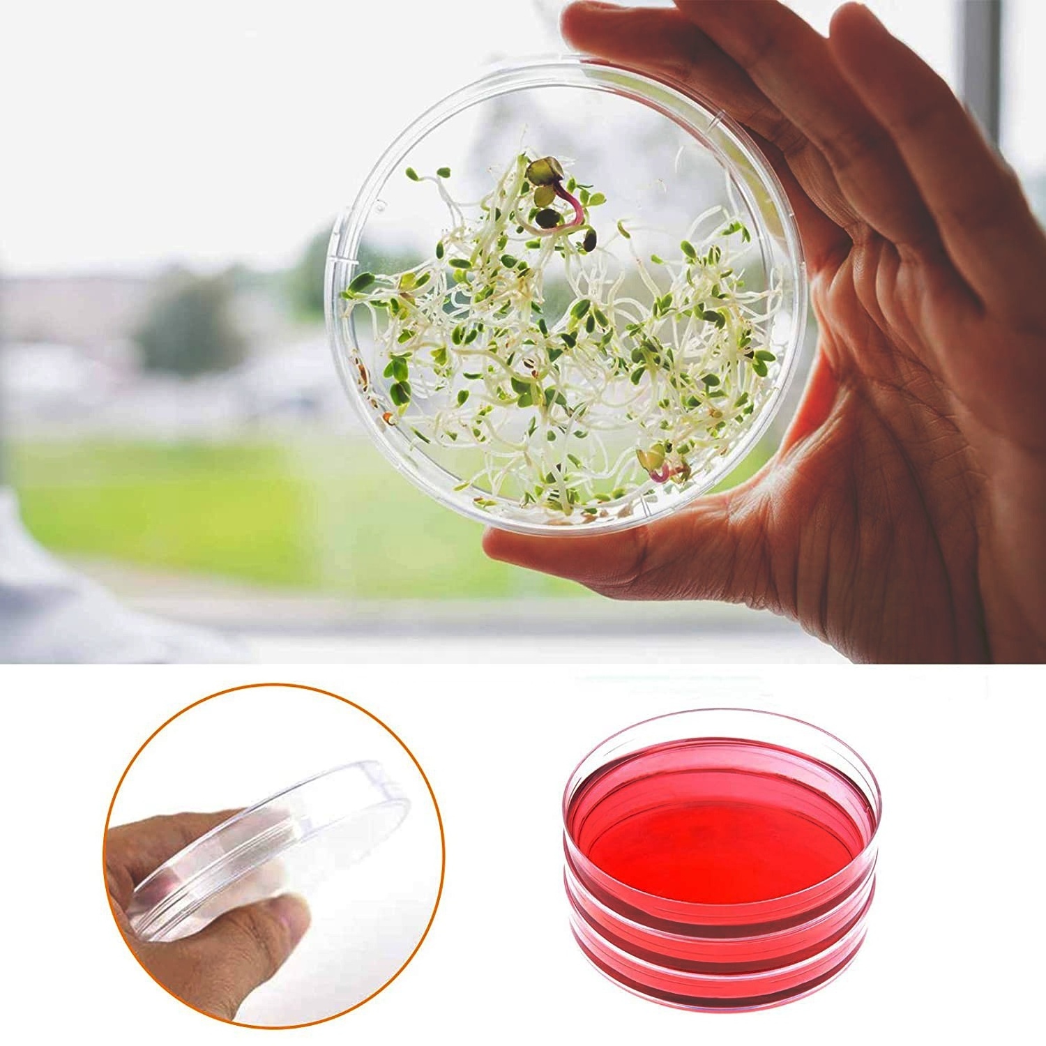 Laboratory glassware culture dish  animals plants bacteria boro 3.3 glass petri dish with high quality