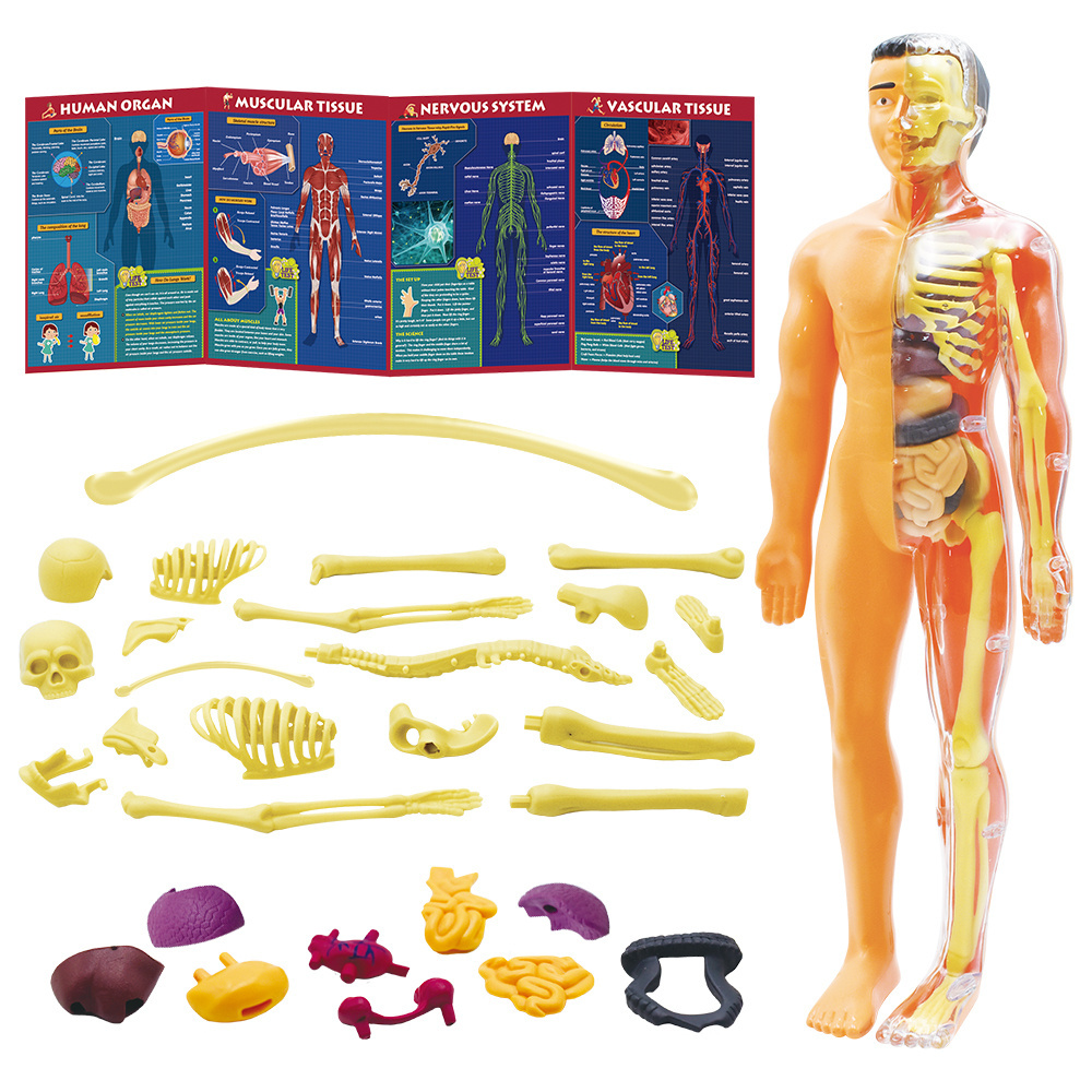 Stem Educational Toys Oragans Model for Learning Removable Anatomy Doll with Heart Organs Human Body Toys kids