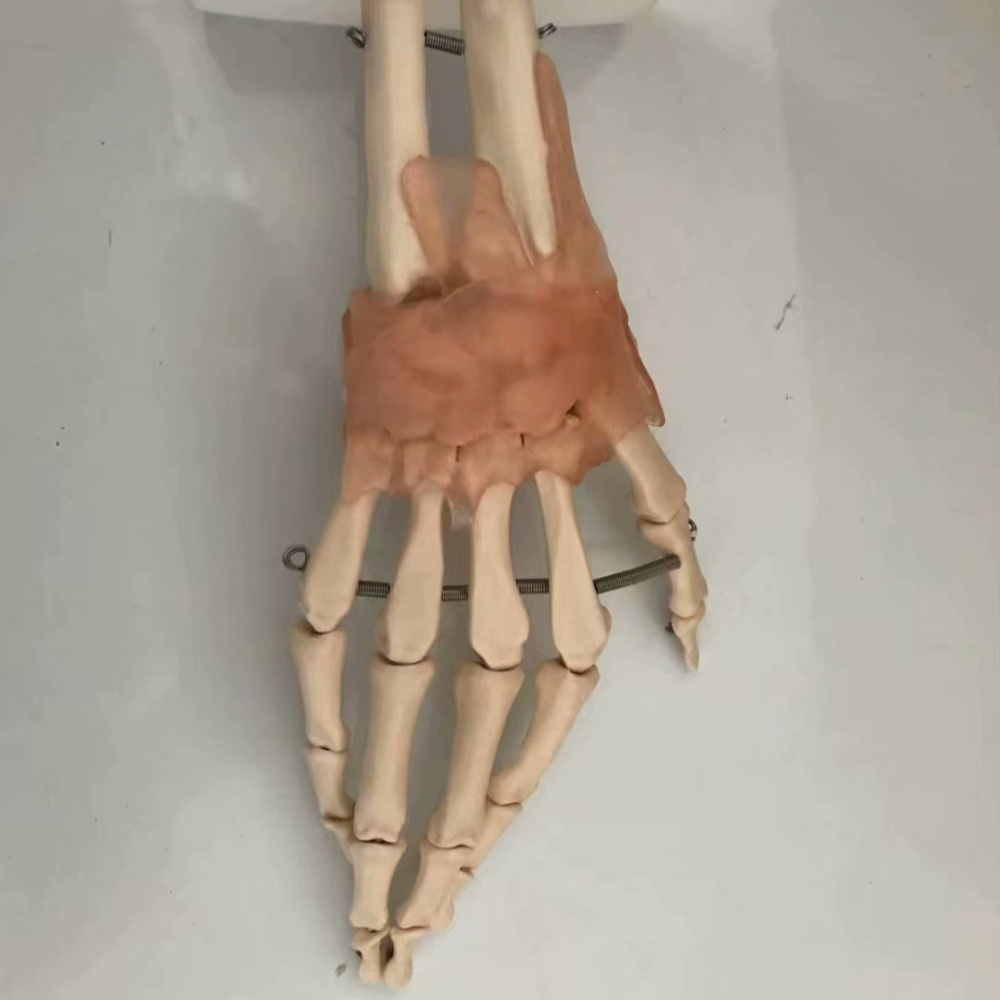 Medical Science Teaching Anatomy Anatomical Human hand Joint Model  joint models